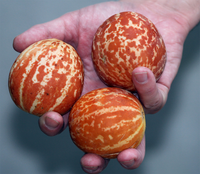 Мини-дыня, Dudaim melon, Plum Granny